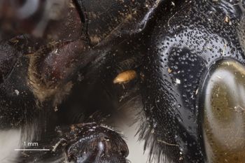 Media type: image;   Entomology 810658 Aspect: Head pronotum lateral